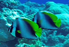 Heniochus singularius