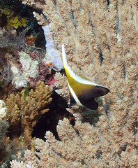 Heniochus varius