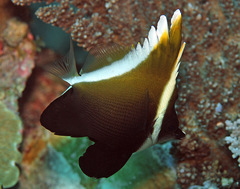 Heniochus varius