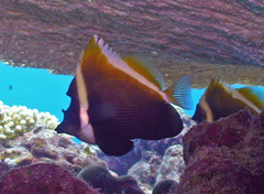 Heniochus varius