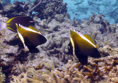 Heniochus varius