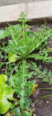 Sonchus asper