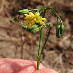 Lapsana communis