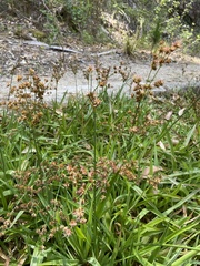 Juncus lomatophyllus