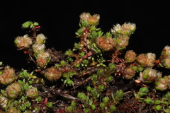 Paronychia andina