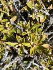 Chuquiraga avellanedae