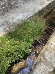 Juncus lomatophyllus