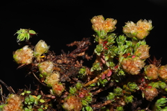 Paronychia andina
