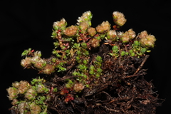 Paronychia andina