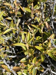 Chuquiraga avellanedae