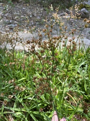Juncus lomatophyllus