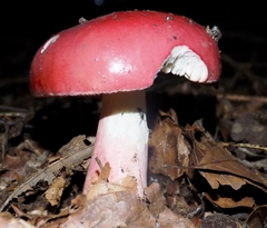 Russula betularum