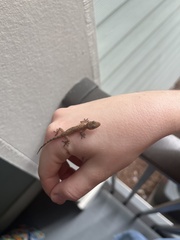 Hemidactylus mabouia