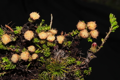 Baccharis caespitosa