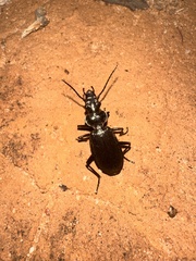 Gigadema