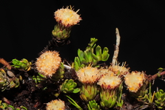 Baccharis caespitosa