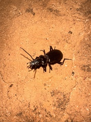 Gigadema