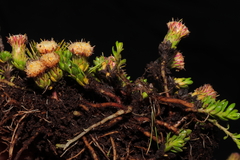 Baccharis caespitosa