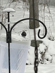 Junco hyemalis
