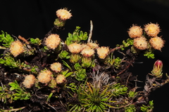 Baccharis caespitosa