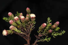 Baccharis caespitosa