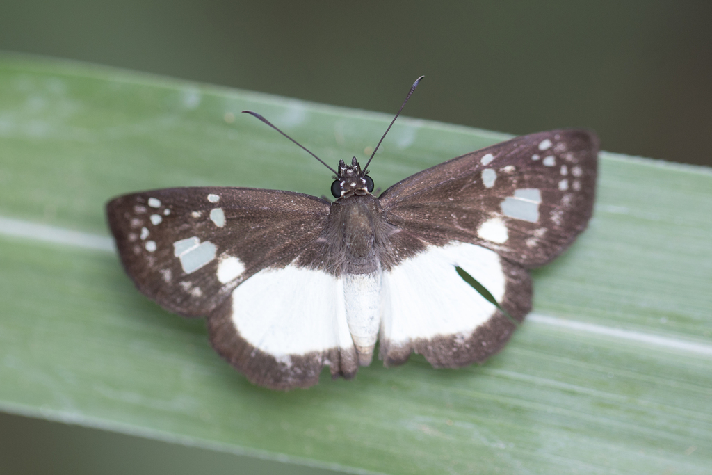 Milanion leucaspis
