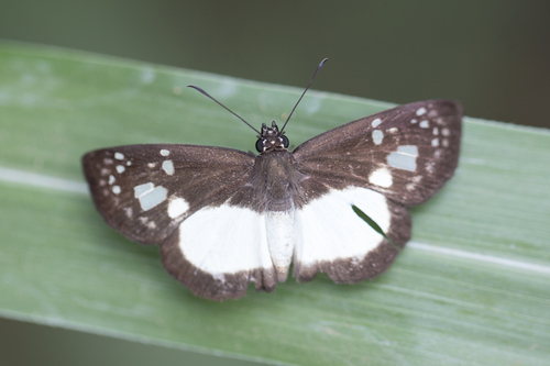 Milanion leucaspis