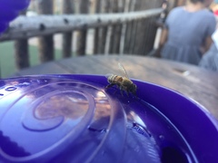 Apis mellifera