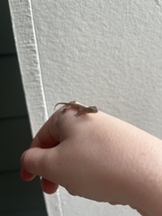 Hemidactylus mabouia