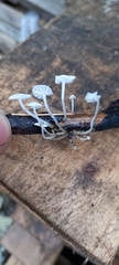 Delicatula integrella