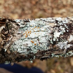 Brigantiaea leucoxantha