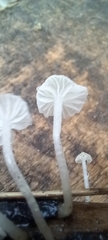 Delicatula integrella