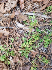 Houstonia procumbens