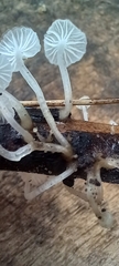 Delicatula integrella