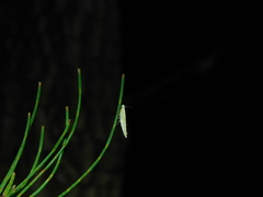 Eochrois callianassa