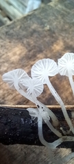 Delicatula integrella