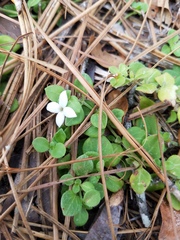 Houstonia procumbens