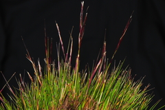 Nassella brachyphylla