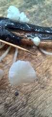 Delicatula integrella