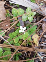 Houstonia procumbens
