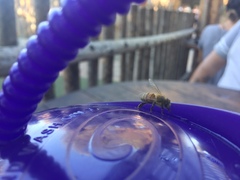 Apis mellifera
