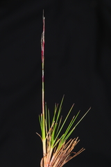 Nassella brachyphylla