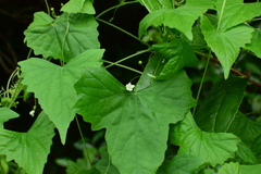 Zehneria japonica