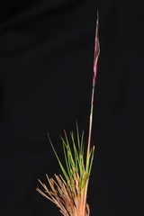 Nassella brachyphylla