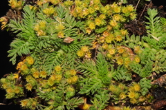 Alchemilla pinnata