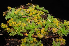 Alchemilla pinnata