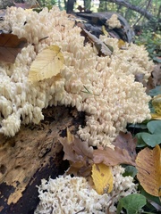 Hericium