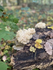 Hericium
