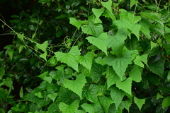 Zehneria japonica