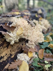 Hericium